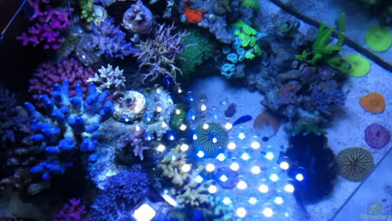 Dekoration im Aquarium SPS Riff von .uschi (3)