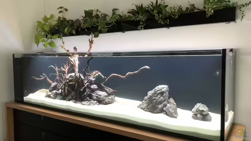 Dekoration im Aquarium Steinwurzel von Michinet (11)