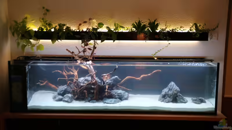 Dekoration im Aquarium Steinwurzel von Michinet (14)