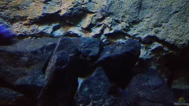 Dekoration im Aquarium stone bay area (closed due!!!) von der Steirer (100)