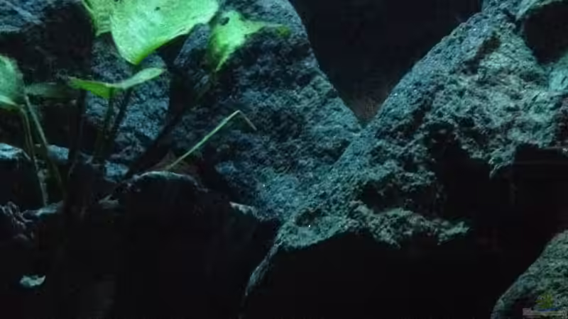 Dekoration im Aquarium stone bay area (closed due!!!) von der Steirer (102)