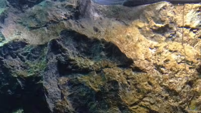 Dekoration im Aquarium stone bay area (closed due!!!) von der Steirer (104)