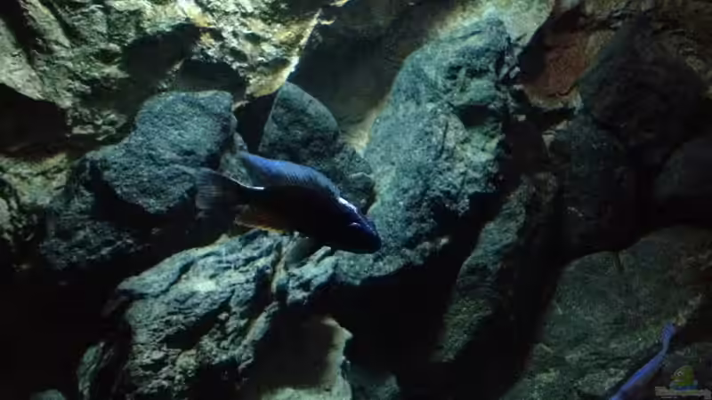 Dekoration im Aquarium stone bay area (closed due!!!) von der Steirer (108)