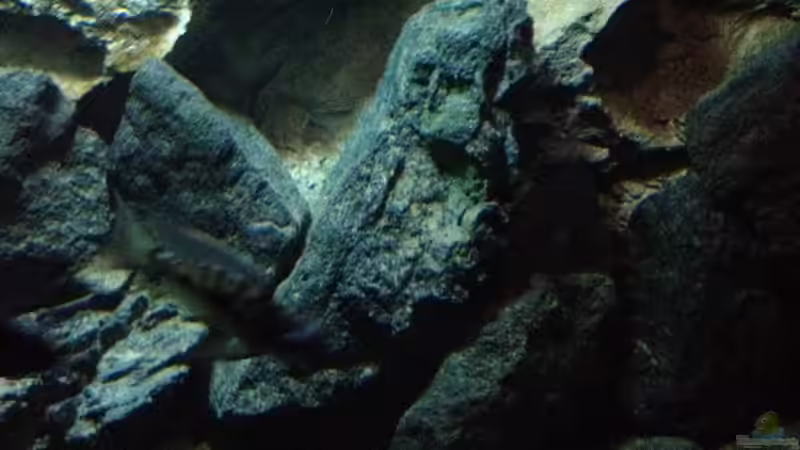 Dekoration im Aquarium stone bay area (closed due!!!) von der Steirer (109)