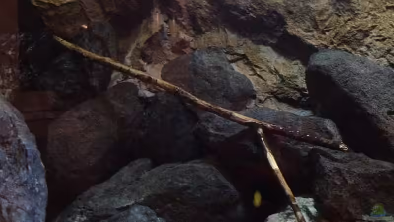 Dekoration im Aquarium stone bay area (closed due!!!) von der Steirer (110)