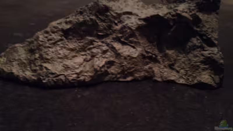 Dekoration im Aquarium stone bay area (closed due!!!) von der Steirer (63)