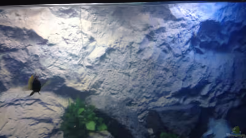 Dekoration im Aquarium stone bay area (closed due!!!) von der Steirer (75)