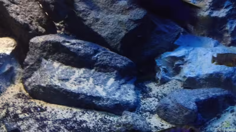 Dekoration im Aquarium stone bay area (closed due!!!) von der Steirer (77)