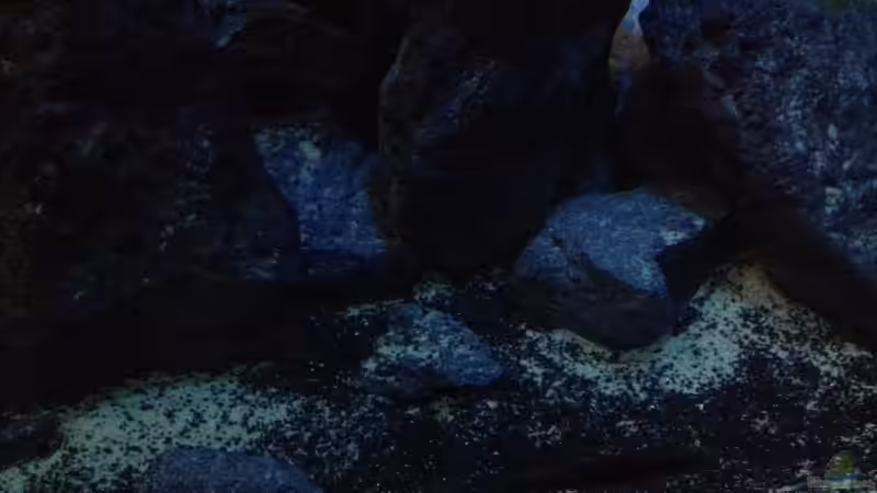 Dekoration im Aquarium stone bay area (closed due!!!) von der Steirer (87)