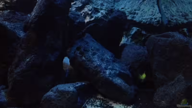 Dekoration im Aquarium stone bay area (closed due!!!) von der Steirer (97)