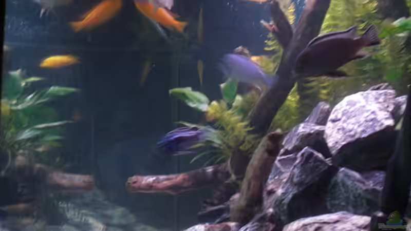 Dekoration im Aquarium Stoneranch von bl@cky is b@ck (8)