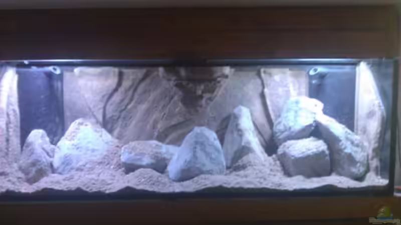 Dekoration im Aquarium Stones and Shells von Julien Preuß (14)