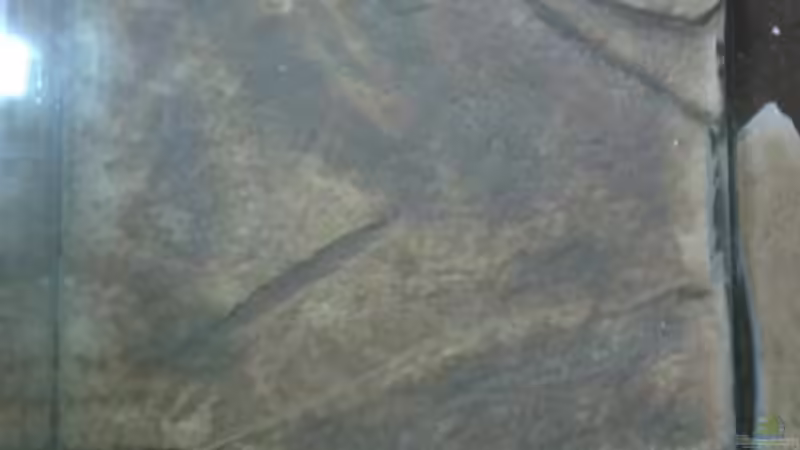 Dekoration im Aquarium Stones and Shells von Julien Preuß (9)