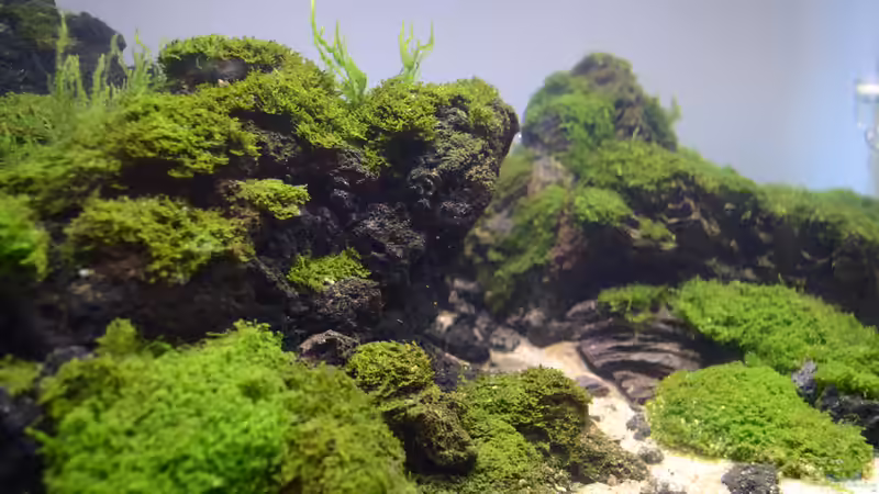 Dekoration im Aquarium Straight Edge von Fredo Fuss (3)