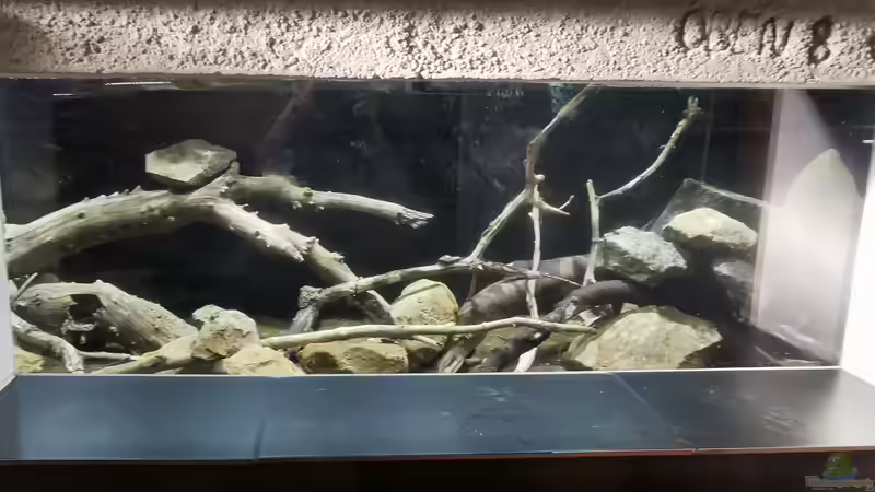 Dekoration im Aquarium Südamerika 4.0 von Thomas Michel (47)