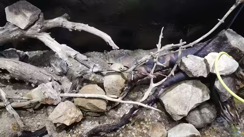 Dekoration im Aquarium Südamerika 4.0 von Thomas Michel (48)