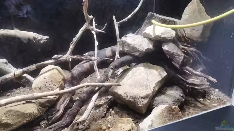 Dekoration im Aquarium Südamerika 4.0 von Thomas Michel (50)