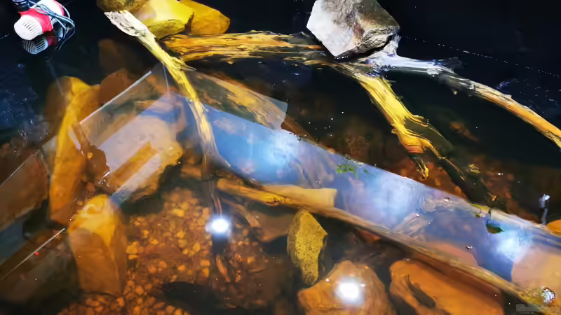 Dekoration im Aquarium Südamerika 4.0 von Thomas Michel (51)