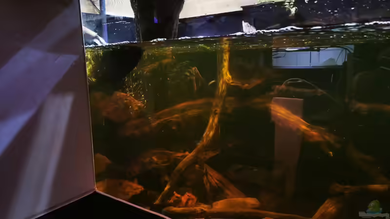 Dekoration im Aquarium Südamerika 4.0 von Thomas Michel (52)