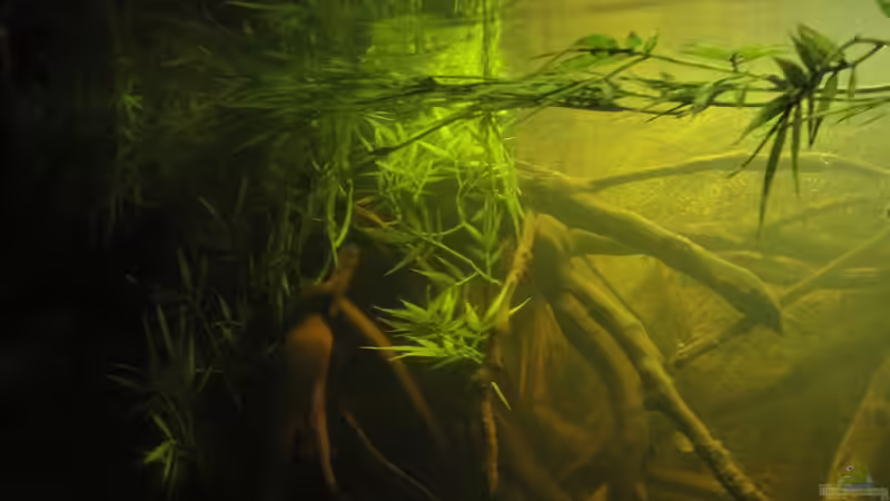 Dekoration im Aquarium Südamerika Biotop (Existiert nicht mehr) von Laura (28)