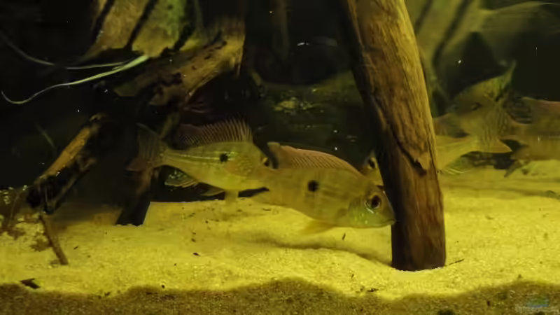 Dekoration im Aquarium Südamerika Biotop (Existiert nicht mehr) von Laura (30)