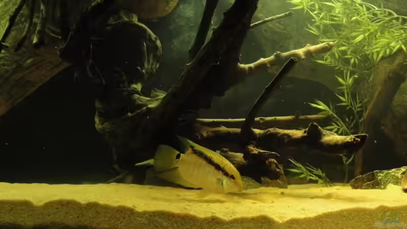 Dekoration im Aquarium Südamerika Biotop (Existiert nicht mehr) von Laura (31)