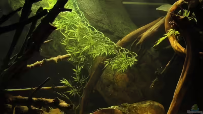 Dekoration im Aquarium Südamerika Biotop (Existiert nicht mehr) von Laura (32)