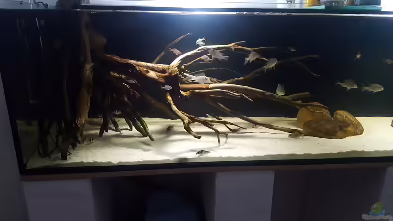 Dekoration im Aquarium Südamerika Biotop von Dustin Freimuth (2)