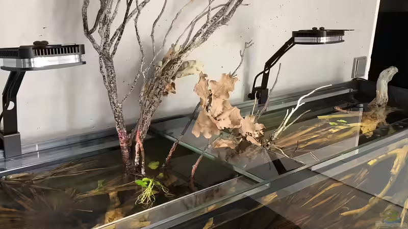 Dekoration im Aquarium Südamerika Biotop von K.S. (8)