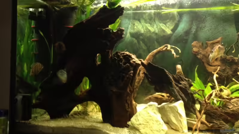 Dekoration im Aquarium Südamerika Buntbarsche von Grüffelo (11)