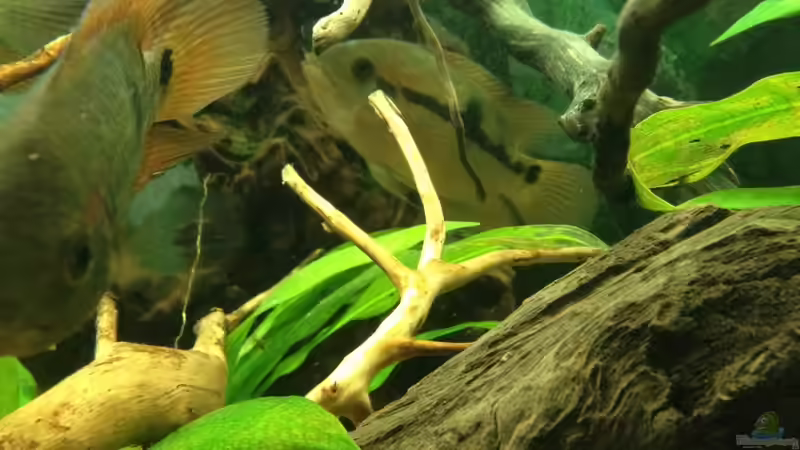 Dekoration im Aquarium Südamerika Buntbarsche von Grüffelo (12)