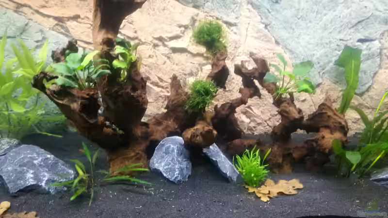 Dekoration im Aquarium Südamerika Flusslauf von Elchristo (11)