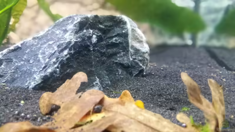 Dekoration im Aquarium Südamerika Flusslauf von Elchristo (9)