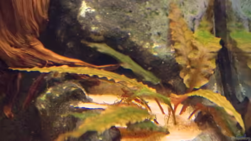 Dekoration im Aquarium Südamerika Gesellschaftsbecken 31372 von Dahoimbocha (10)