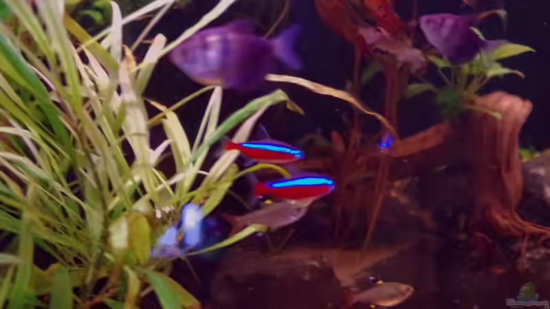 Dekoration im Aquarium Südamerika Gesellschaftsbecken 31372 von Dahoimbocha (6)