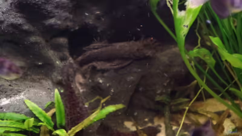 Dekoration im Aquarium Südamerika Gesellschaftsbecken 31372 von Dahoimbocha (7)