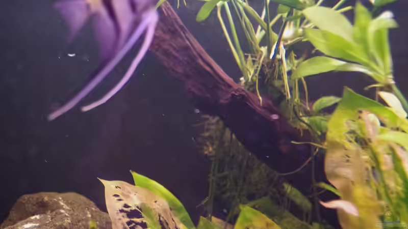 Dekoration im Aquarium Südamerika Gesellschaftsbecken 31372 von Dahoimbocha (8)