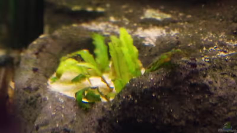 Dekoration im Aquarium Südamerika Gesellschaftsbecken 31372 von Dahoimbocha (9)