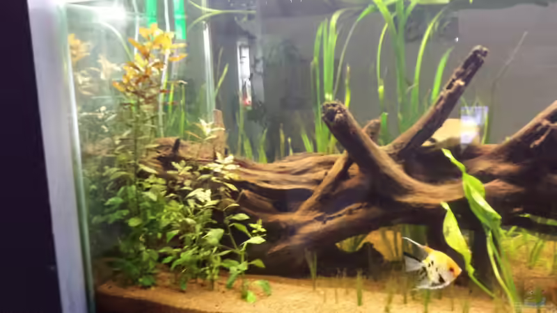 Dekoration im Aquarium Südamerika Gesellschaftsbecken von Tobias Zelzer (32)