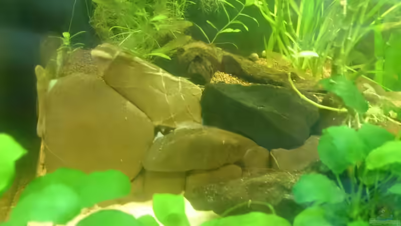 Dekoration im Aquarium Südamerika-Juwel Rio von Z to the osel (12)