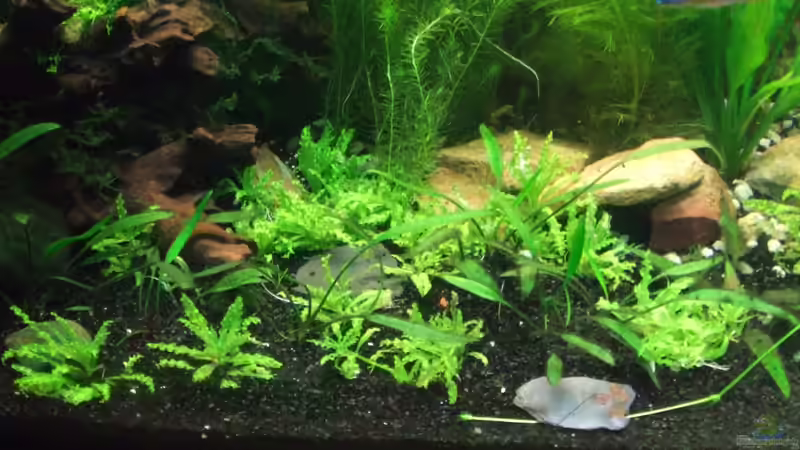 Dekoration im Aquarium Südamerika Rechteck Becken von Nancy Ettlich (6)