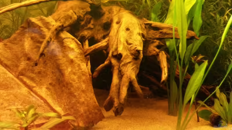 Dekoration im Aquarium Südamerika Traum von Basti Rothe (5)