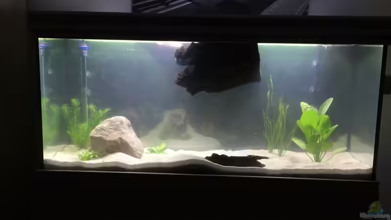 Dekoration im Aquarium Südamerika-Traum von Nxsterr (6)