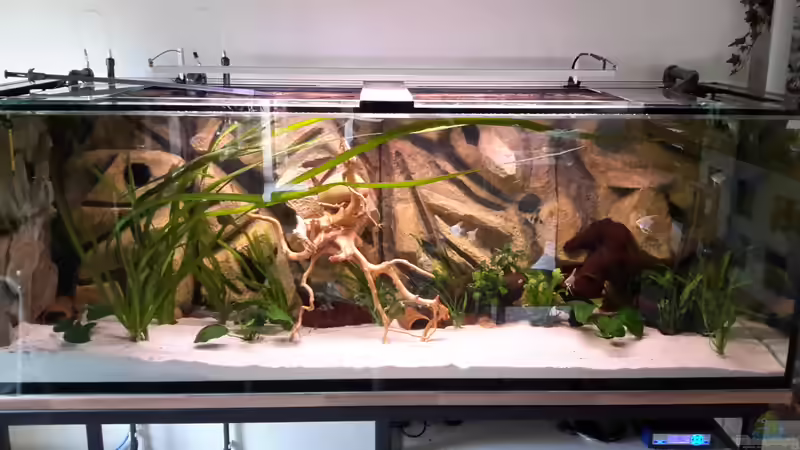 Dekoration im Aquarium Südamerika von brokhauser (28)