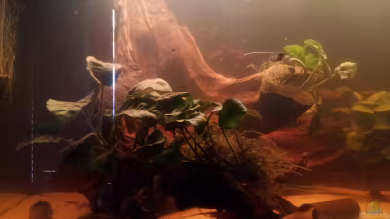 Dekoration im Aquarium Südamerika von Gass (4)