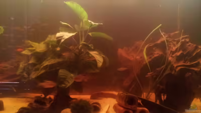 Dekoration im Aquarium Südamerika von Gass (5)