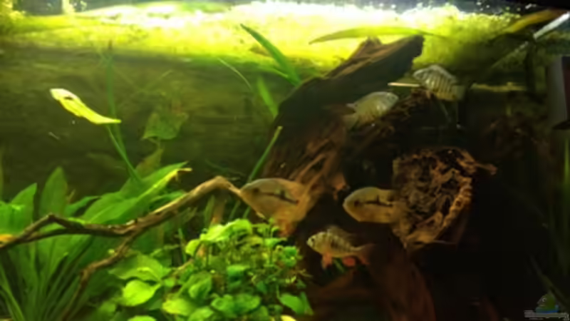 Dekoration im Aquarium Südamerika von Grüffelo (3)