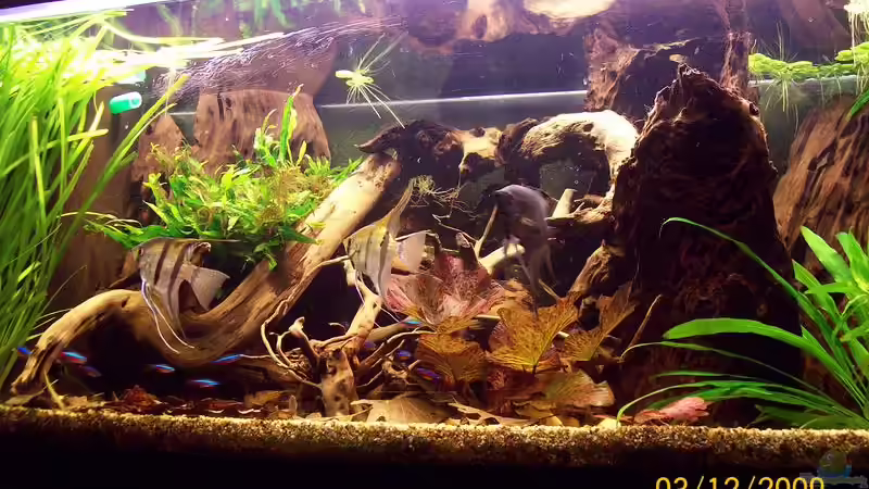 Dekoration im Aquarium Südamerika von Heiko Bischof (13)