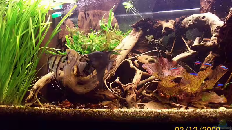 Dekoration im Aquarium Südamerika von Heiko Bischof (14)