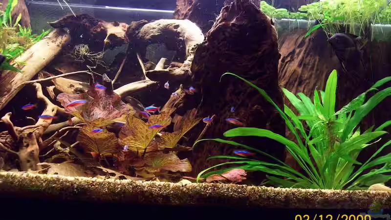 Dekoration im Aquarium Südamerika von Heiko Bischof (15)